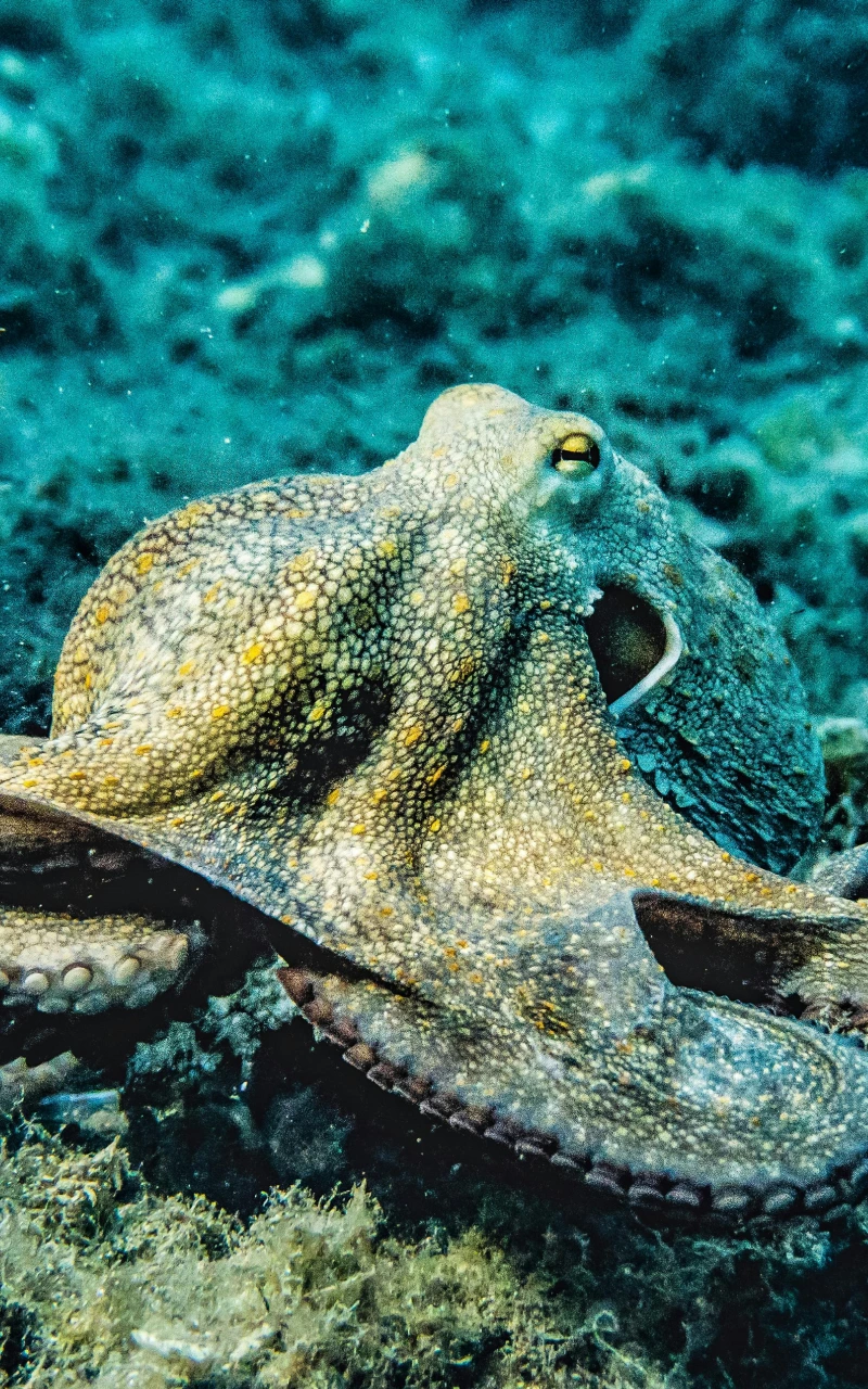 Bagaimana AI Mengubah Media Berbayar