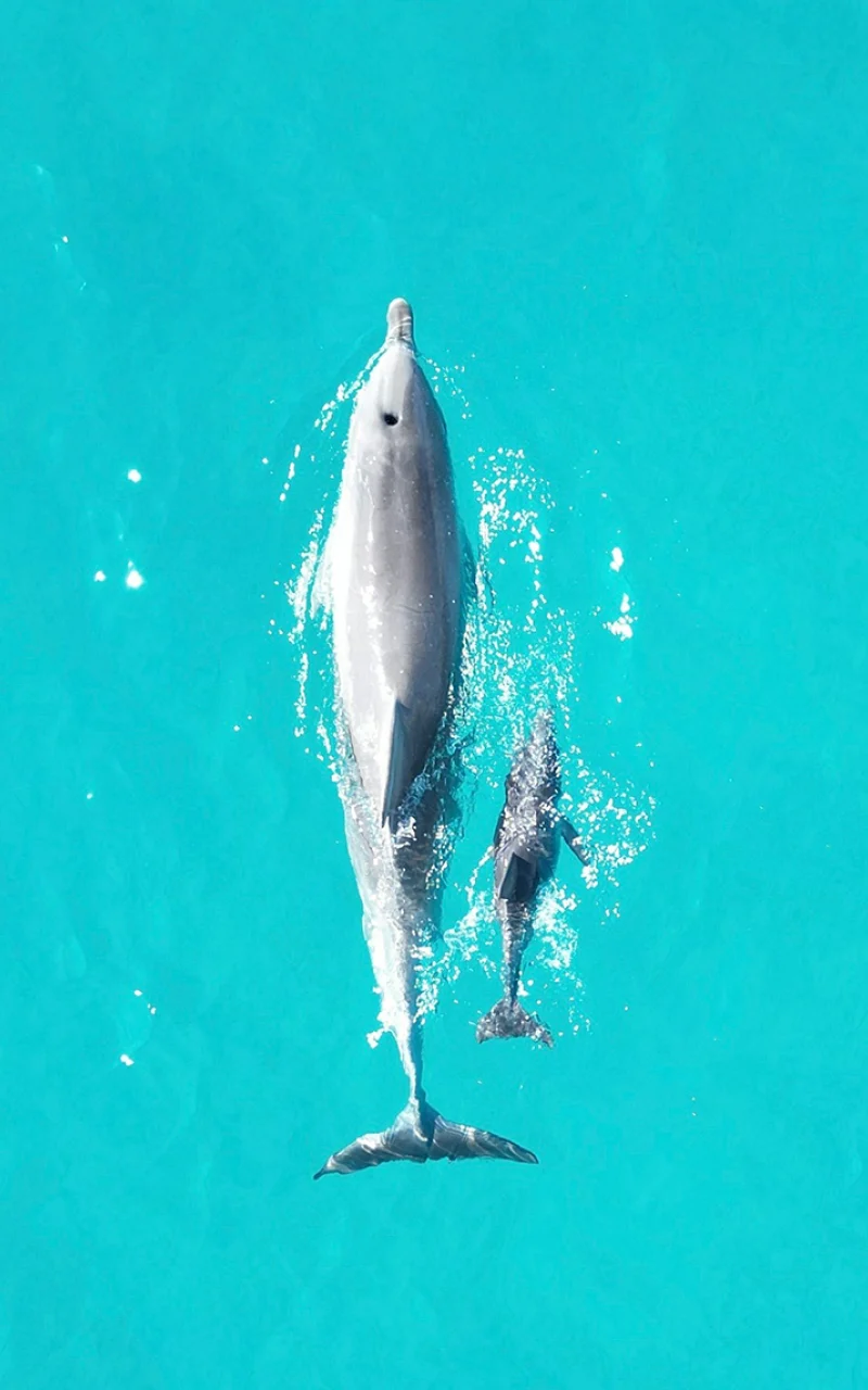 Strategi Media Sosial Organik B2B Anda Sekarang Menjadi Strategi AI